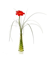 Single Gerbera Vase